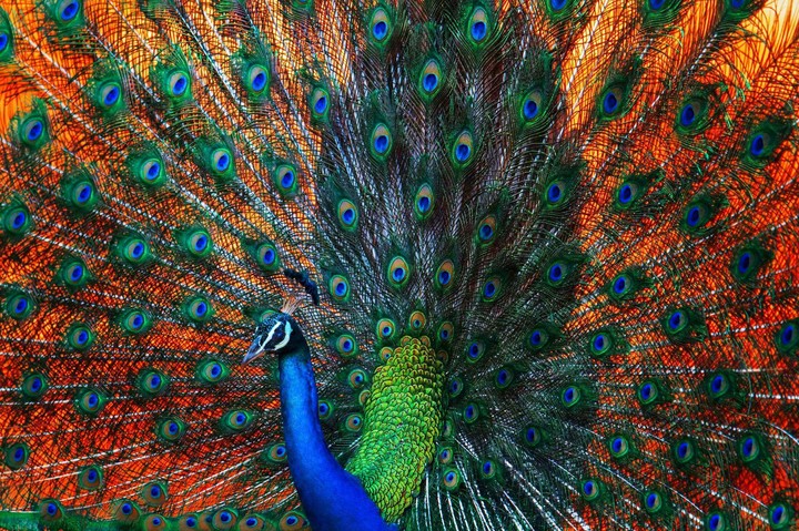 peacock