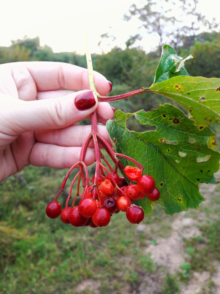 Калина