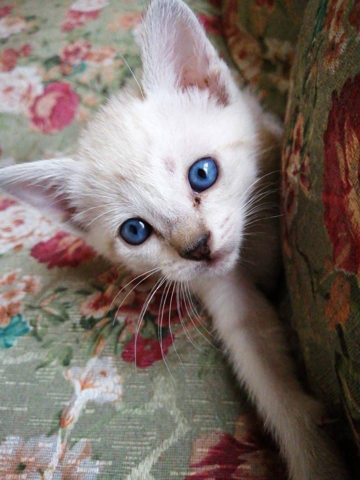 gato