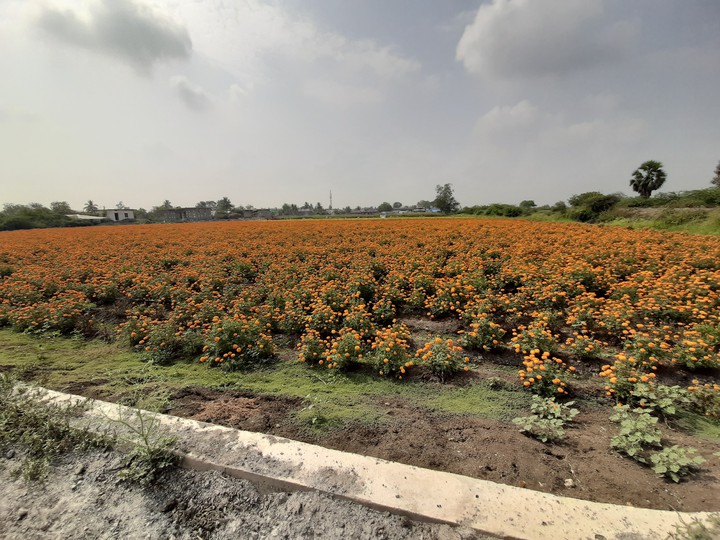 flowers field