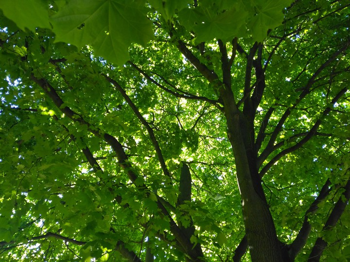 green tree