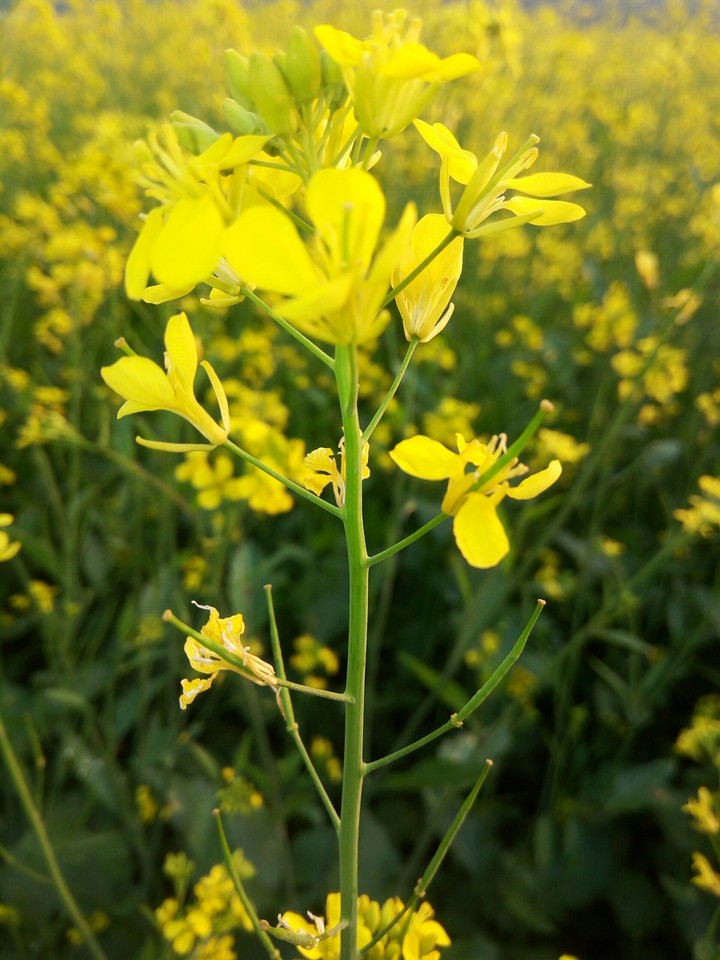 yellow  flowers