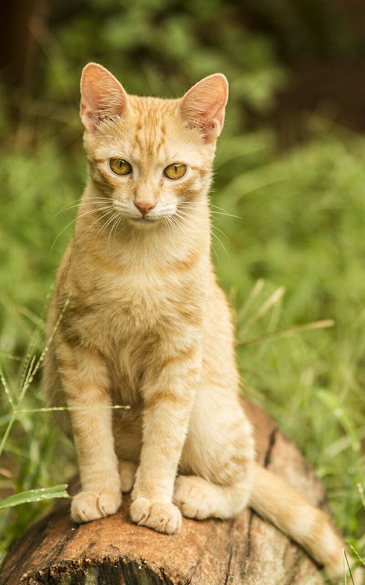 cat