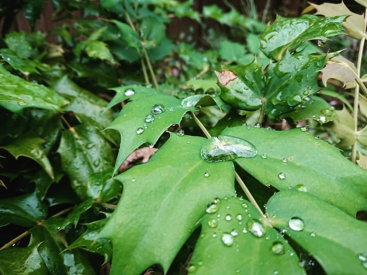 rain