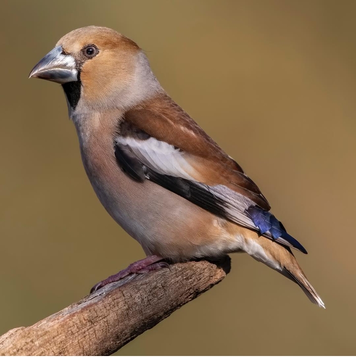 stop for a moment and listen to birds' singing