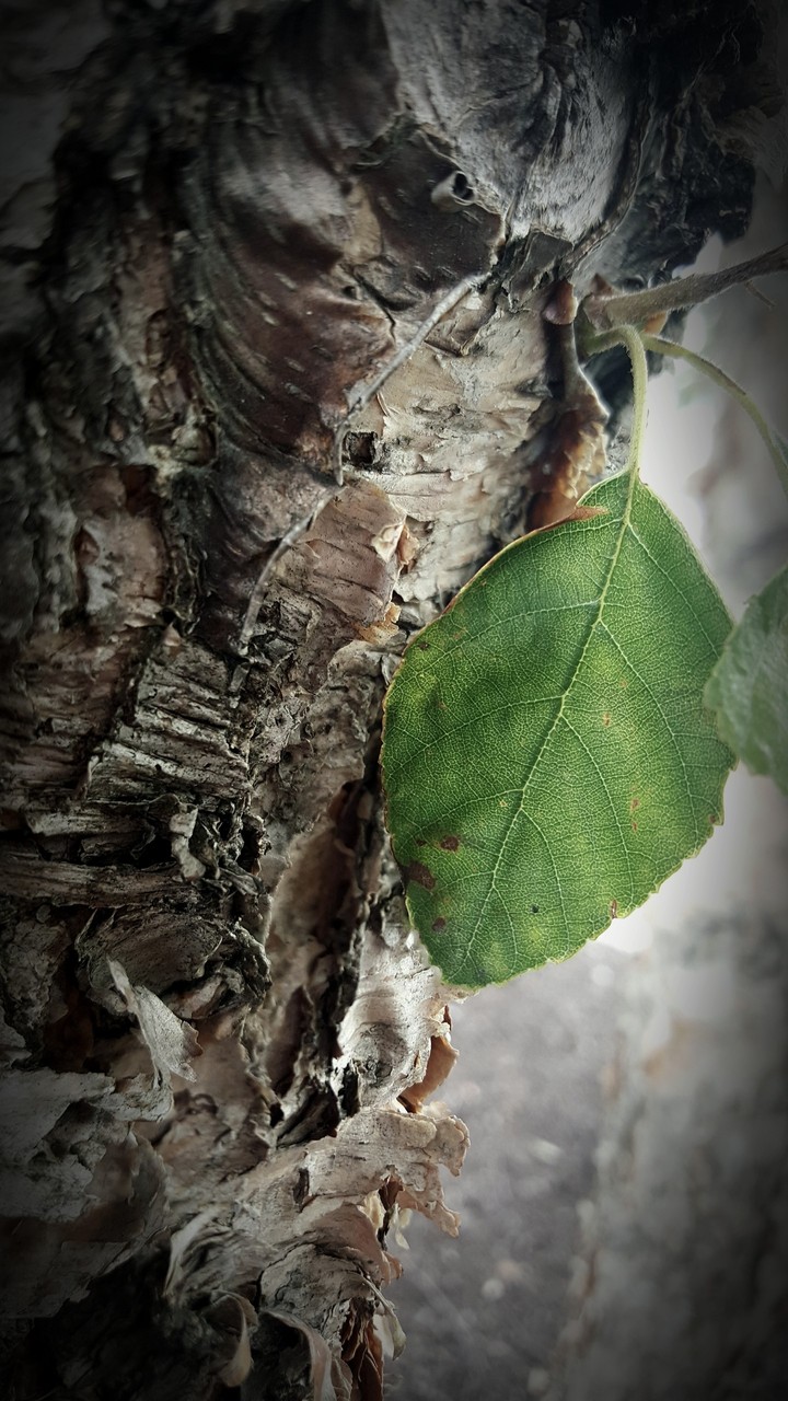 The Lonely Leaf