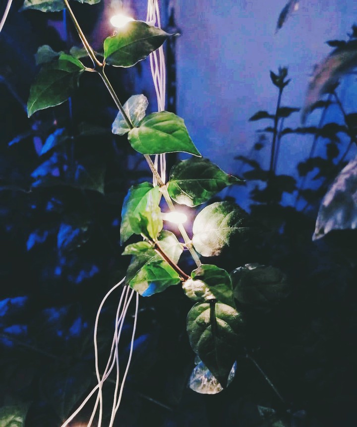 YELLOW light in my GARDEN...||