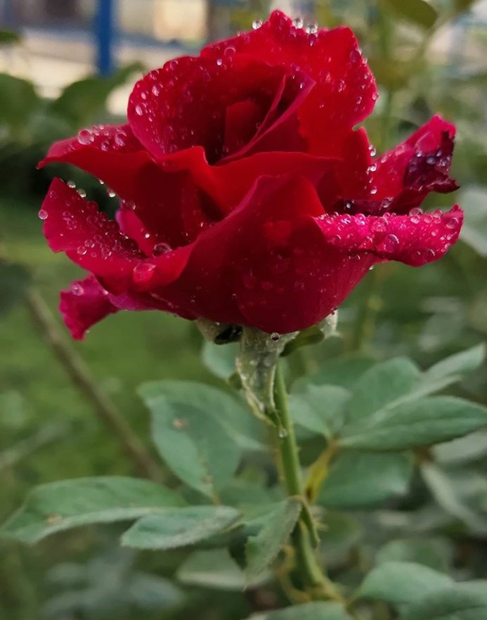 rose
