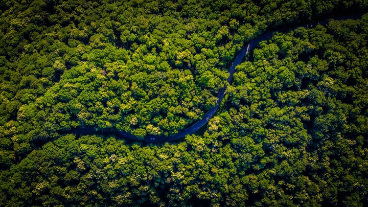 tropical jungle