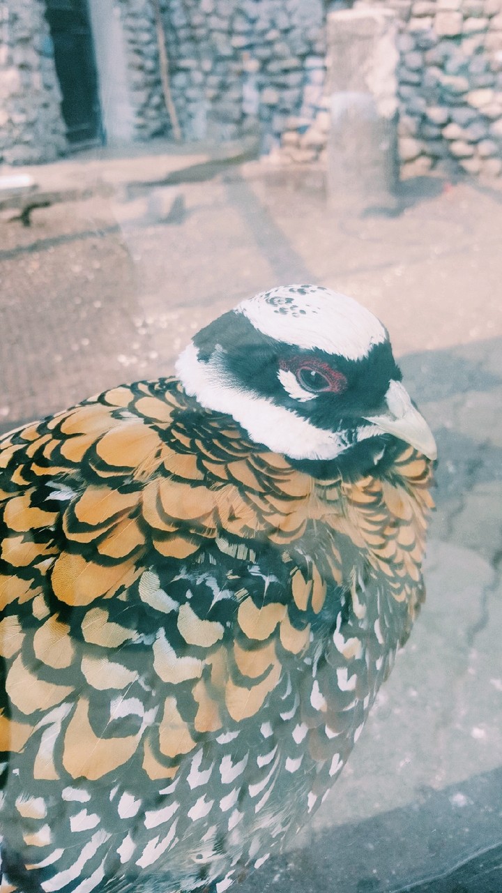 zoo