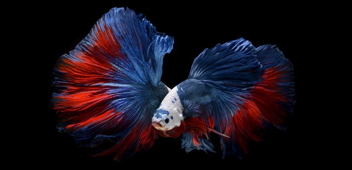 Betta_fish