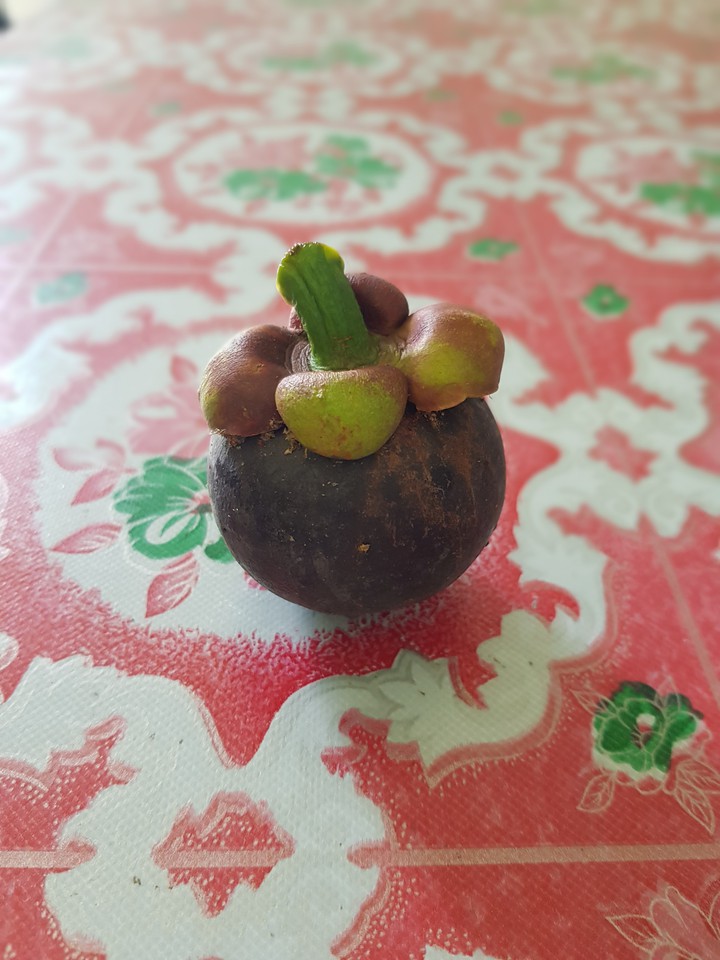 Mangosteen