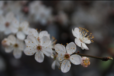 шпалери twig, plant