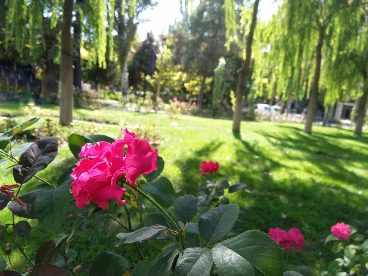 pink rose