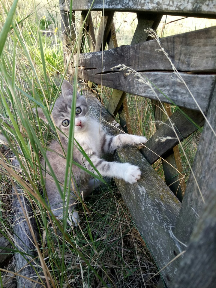 my cat