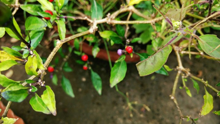 plant