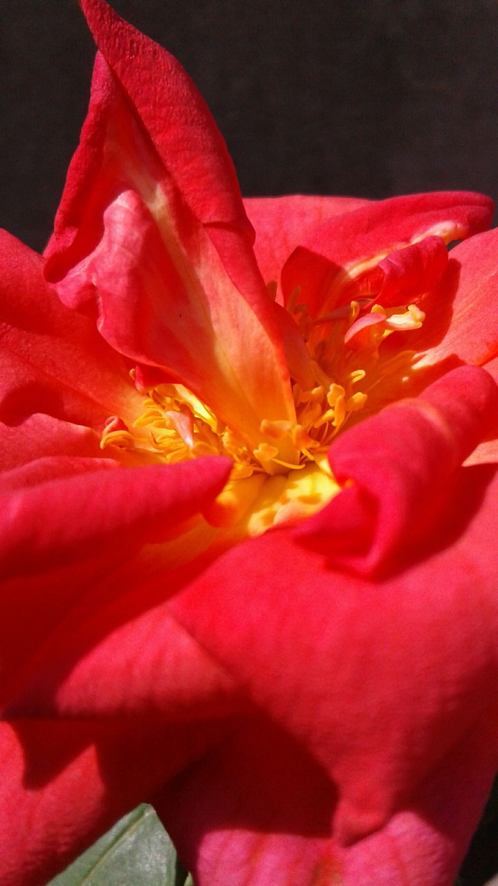 bright rose