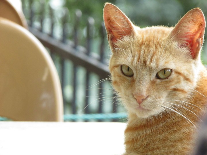 cat