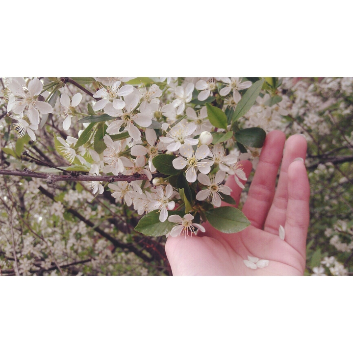 flowers ))) *-* @-@ #-# &-& :);):o:P ^-^
