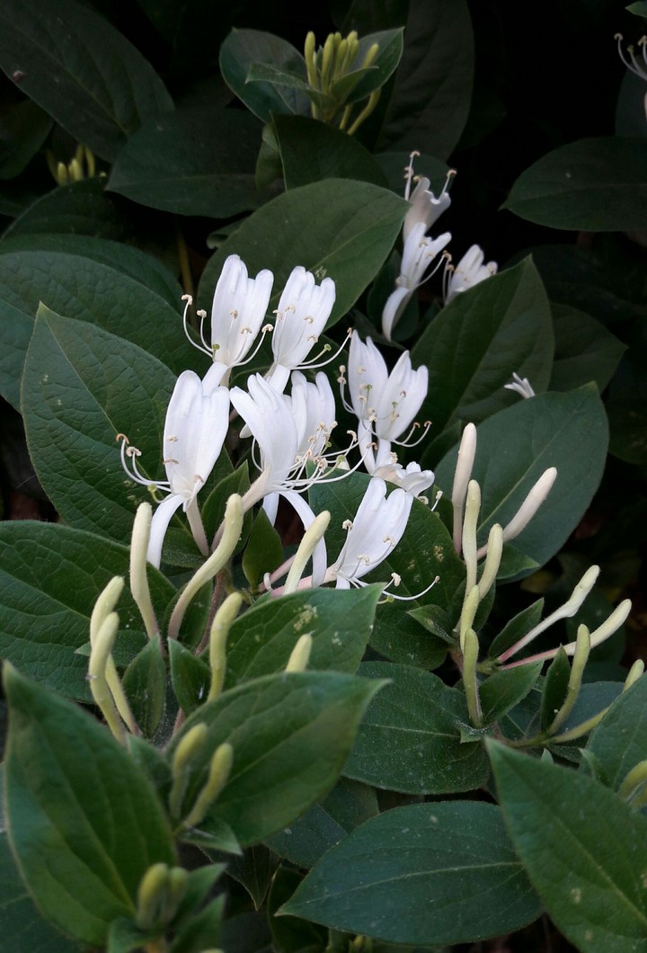 jasmine