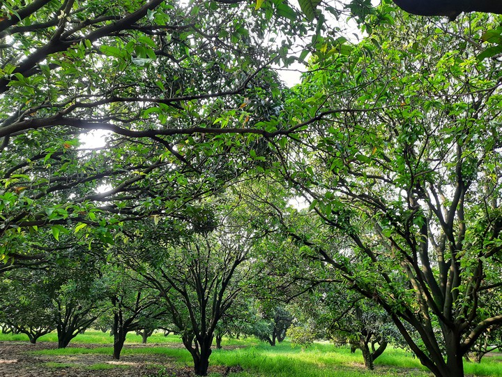 Green Forest