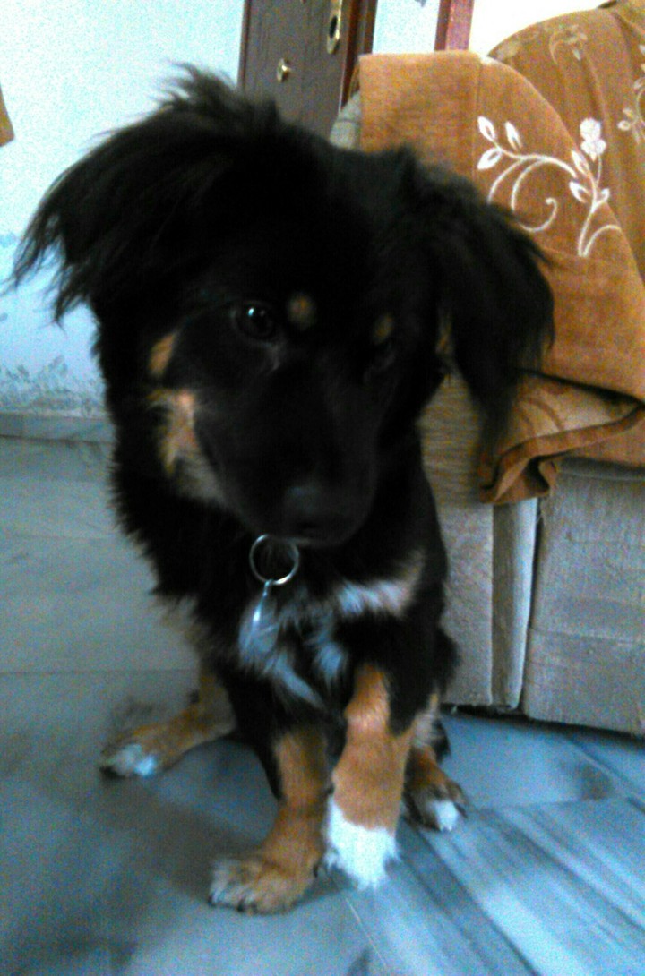 Me Dog
