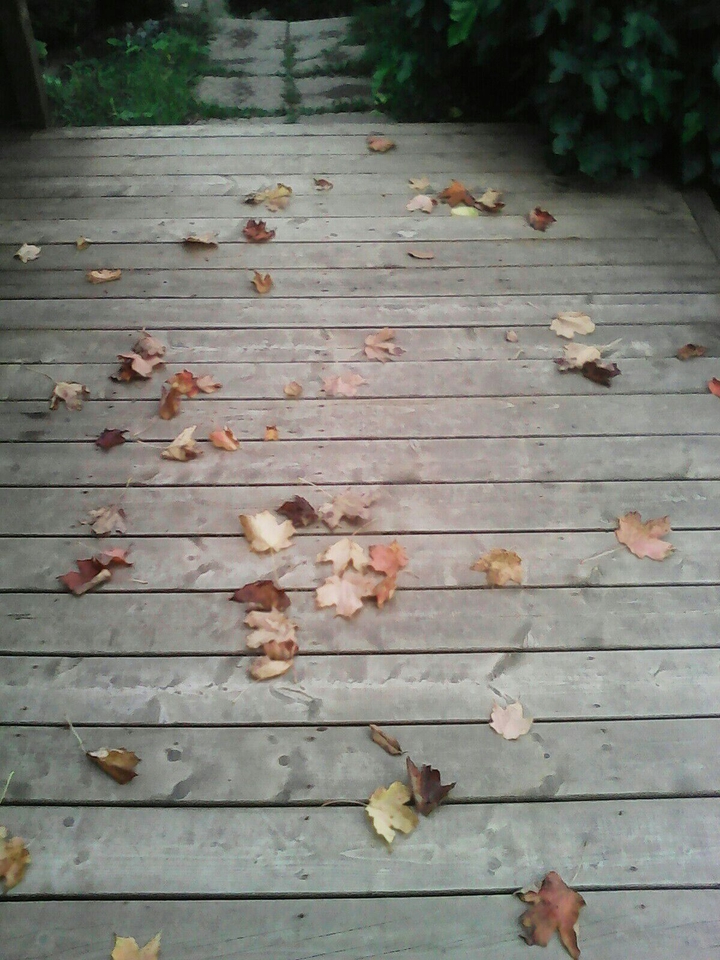 Leaves on the Deck