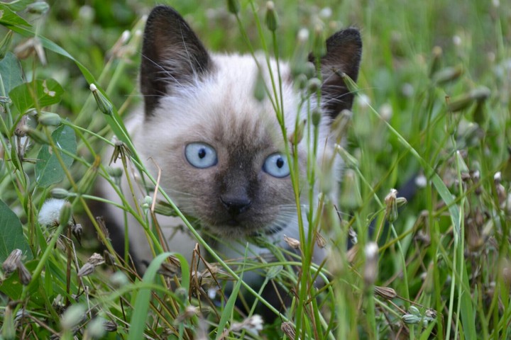 cat