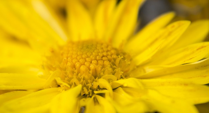 I like Macro