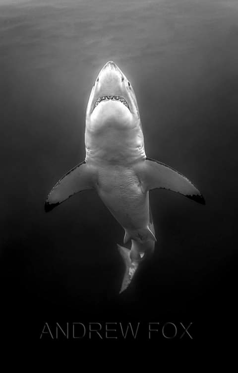 great white shark
