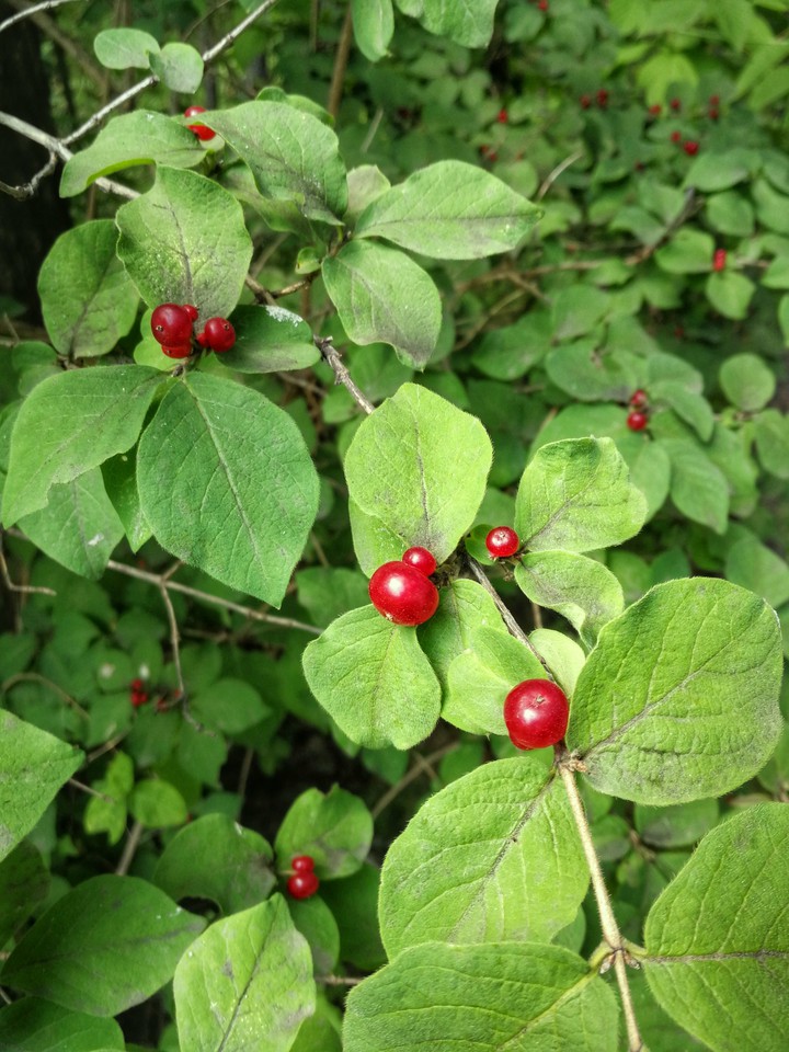 Red berry