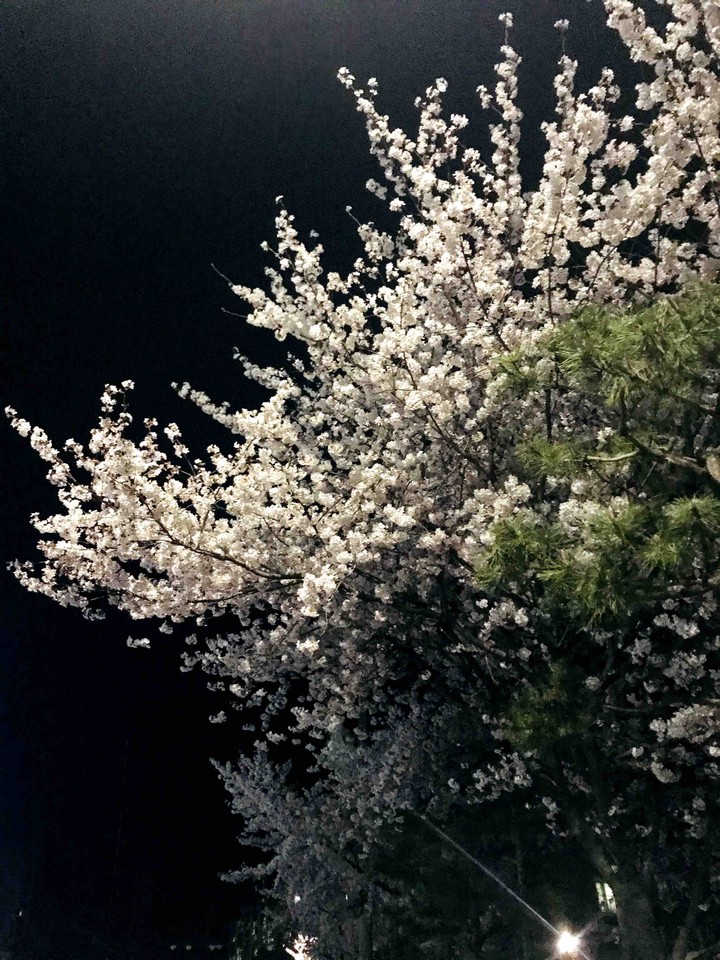 벚꽃