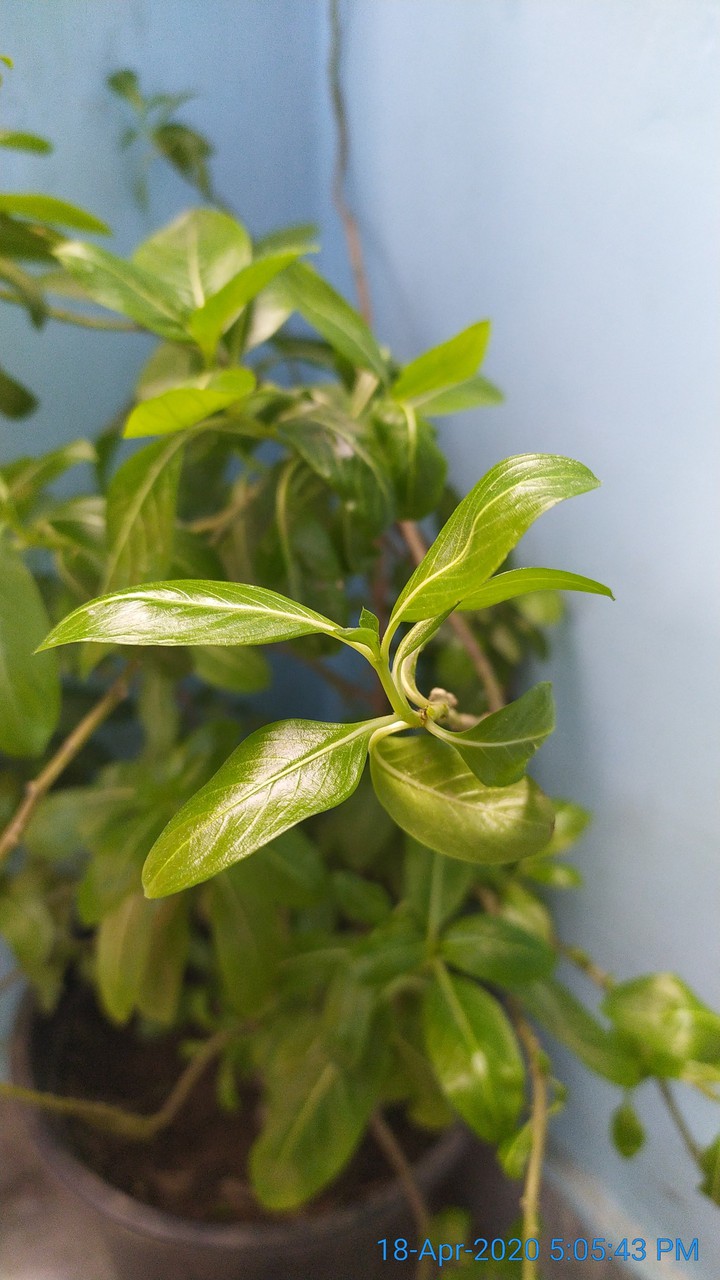 Sadabahar (Evergreen Plant)