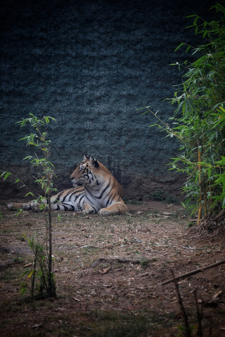 The resting hunter