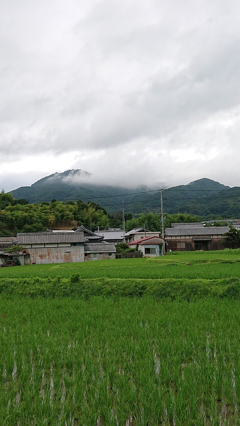 Crowd and rice field