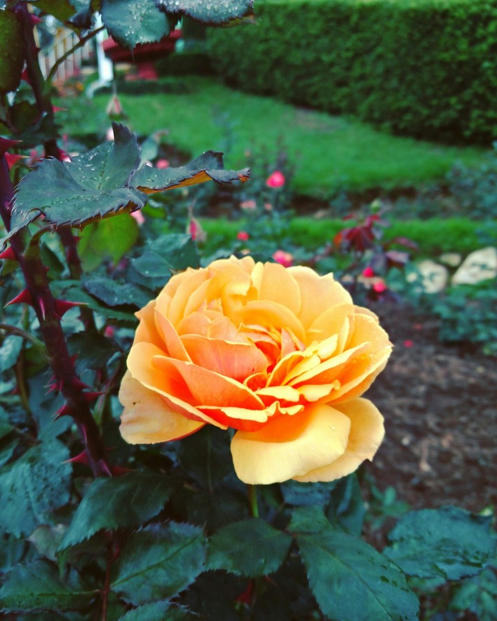Yellow Rose