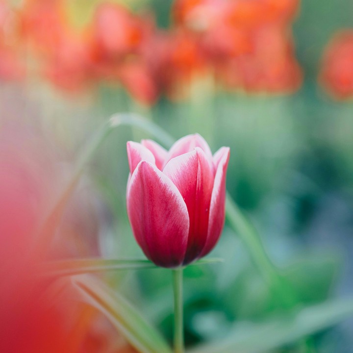 Pink in Red