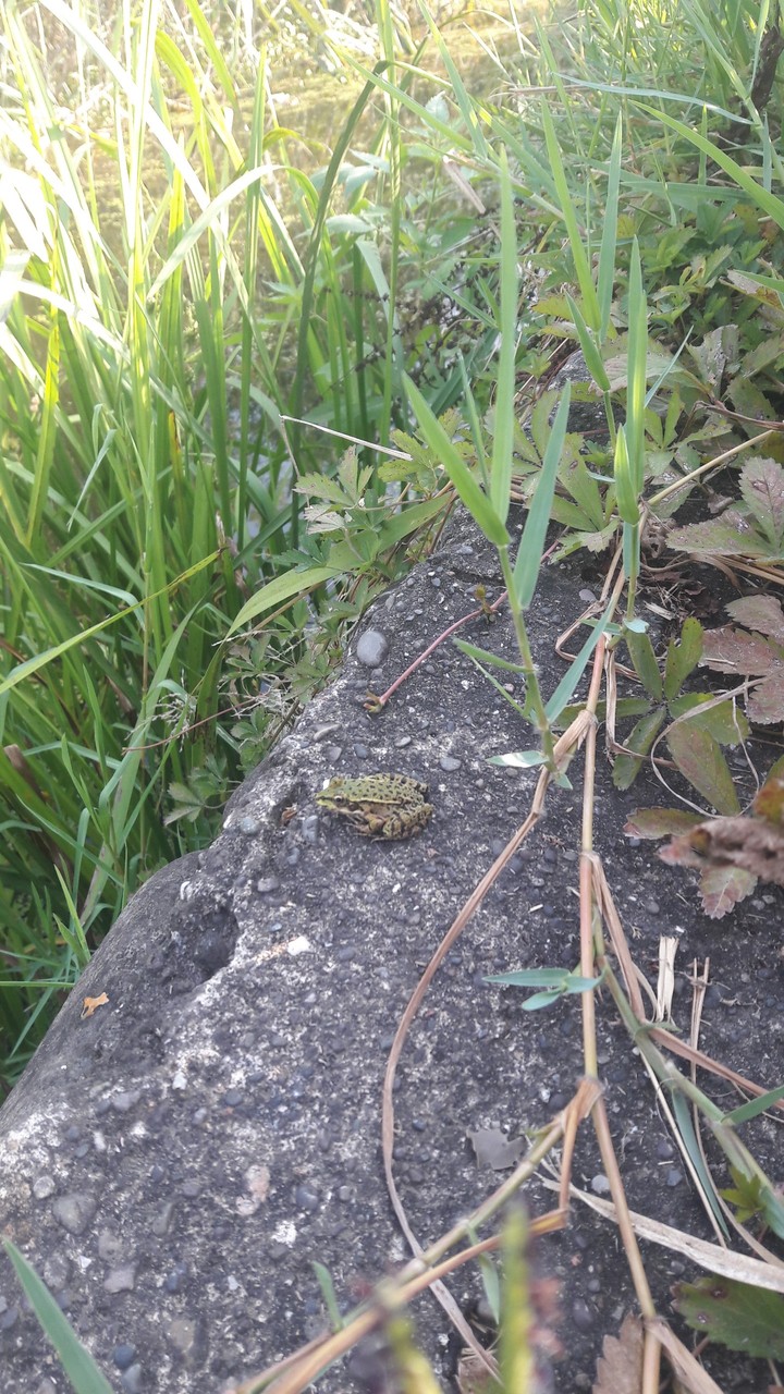 frog