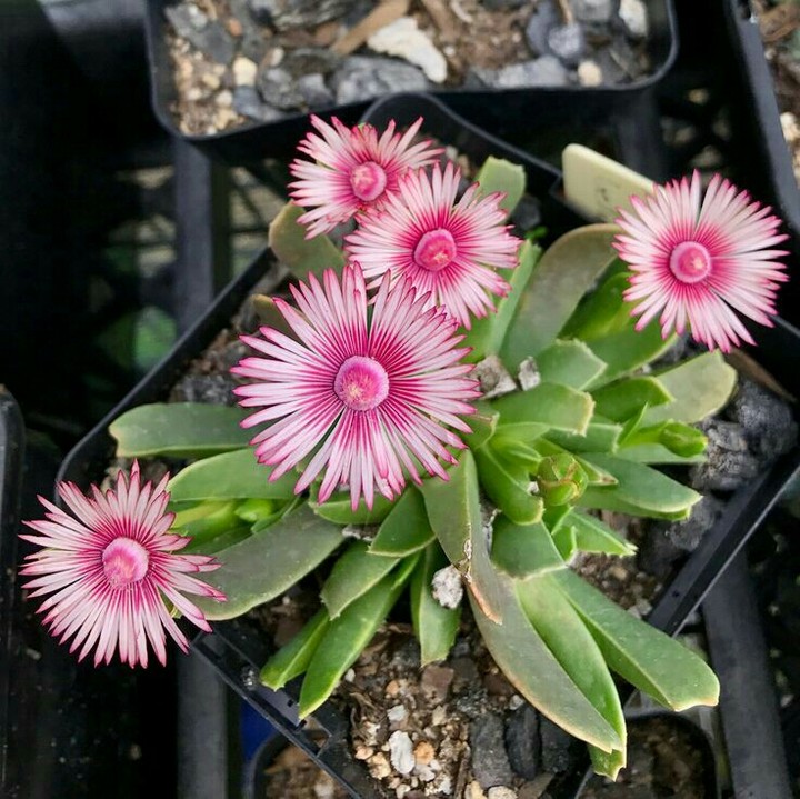 Succulent
