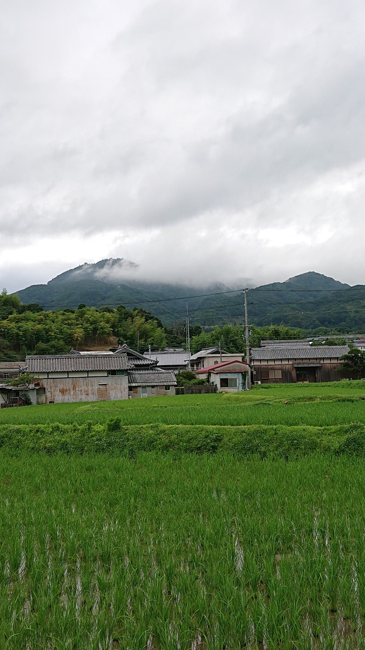 Crowd and rice field