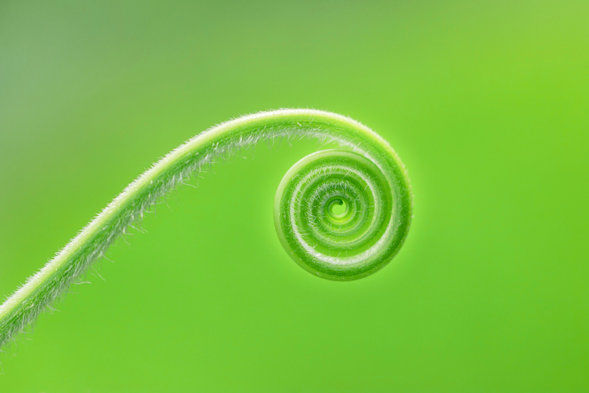 Green Plant