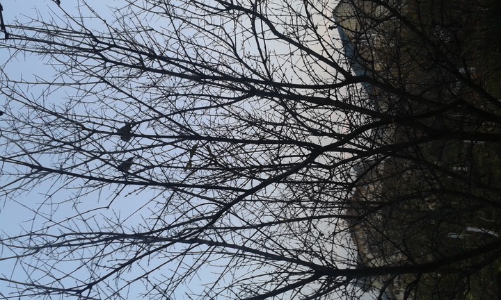 Fall. Evening. Birds