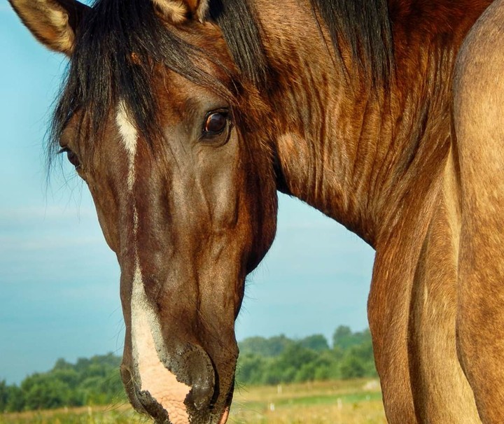 horse