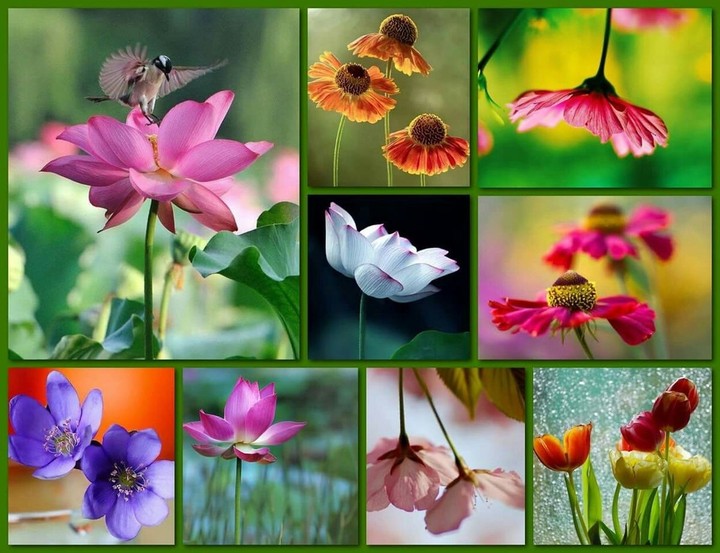 Flowers