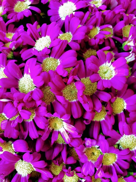fucsia