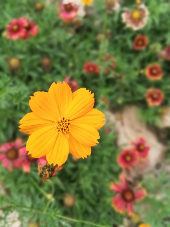 yellow flower