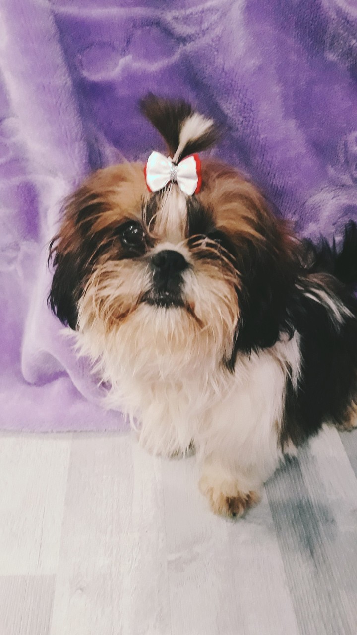 Boni
