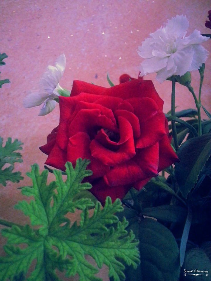 flower