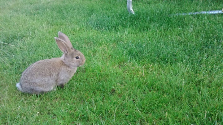 A rabbit