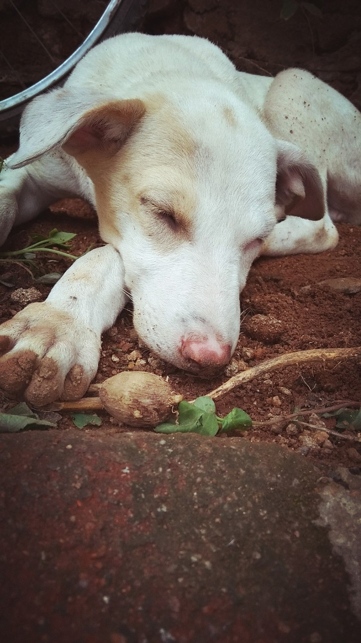 Dog